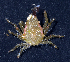  (Menaethius - MBIO3840.1)  @14 [ ] Unspecified (default): All Rights Reserved  Unspecified Unspecified