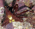  (Simocarcinus - MBIO3917.1)  @13 [ ] Unspecified (default): All Rights Reserved  Unspecified Unspecified