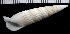  (Rhinoclavis fasciata - MBIO2246.1)  @11 [ ] Unspecified (default): All Rights Reserved  Unspecified Unspecified