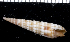  (Cerithium salebrosum - MBIO2255.1)  @11 [ ] Unspecified (default): All Rights Reserved  Unspecified Unspecified