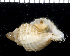  (Cymatium sp - MBIO2316.1)  @11 [ ] Unspecified (default): All Rights Reserved  Unspecified Unspecified