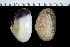  (Psammobiidae - MBIO2527.1)  @14 [ ] Unspecified (default): All Rights Reserved  Unspecified Unspecified