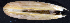  (Lithophaginae - MBIO2703.1)  @14 [ ] Unspecified (default): All Rights Reserved  Unspecified Unspecified