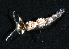  (Favorinus mirabilis - MBIO2721.1)  @11 [ ] Unspecified (default): All Rights Reserved  Unspecified Unspecified