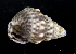  ( - MBIO2969.1)  @11 [ ] Unspecified (default): All Rights Reserved  Unspecified Unspecified