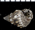  (Cerithium punctatum - MBIO2971.1)  @11 [ ] Unspecified (default): All Rights Reserved  Unspecified Unspecified