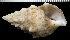  (Cerithium echinatum - MBIO3230.1)  @11 [ ] Unspecified (default): All Rights Reserved  Unspecified Unspecified