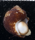  (Turbo argyrostomus - MBIO3375.1)  @14 [ ] Unspecified (default): All Rights Reserved  Unspecified Unspecified