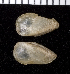  (Musculinae - MBIO3431.1)  @14 [ ] Unspecified (default): All Rights Reserved  Unspecified Unspecified