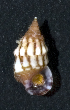  (Cerithium sp - MBIO3784.1)  @11 [ ] Unspecified (default): All Rights Reserved  Unspecified Unspecified