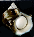  (Turbo marmoratus - MBIO4051.1)  @14 [ ] Unspecified (default): All Rights Reserved  Unspecified Unspecified