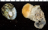 (Turbo setosus - MBIO4052.1)  @14 [ ] Unspecified (default): All Rights Reserved  Unspecified Unspecified