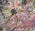  (Amphipholis sp - MBIO2531.1)  @11 [ ] Unspecified (default): All Rights Reserved  Unspecified Unspecified