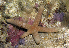  (Linckia laevigata - MBIO2746.1)  @11 [ ] Unspecified (default): All Rights Reserved  Unspecified Unspecified