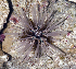  (Echinothrix calamaris - MBIO3293.1)  @11 [ ] Unspecified (default): All Rights Reserved  Unspecified Unspecified