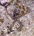  ( - MBIO3295.1)  @11 [ ] Unspecified (default): All Rights Reserved  Unspecified Unspecified