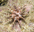  (Eucidaris metularia - MBIO3297.1)  @11 [ ] Unspecified (default): All Rights Reserved  Unspecified Unspecified