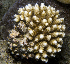  (Acropora nasuta - MBIO2356.1)  @11 [ ] Unspecified (default): All Rights Reserved  Unspecified Unspecified