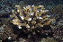  (Pocillopora woodjonesi - MBIO3357.1)  @11 [ ] Unspecified (default): All Rights Reserved  Unspecified Unspecified