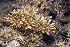  (Acropora sp - MBIO3464.1)  @11 [ ] Unspecified (default): All Rights Reserved  Unspecified Unspecified