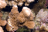  (Montipora sp. 1 - MBIO3466.1)  @11 [ ] Unspecified (default): All Rights Reserved  Unspecified Unspecified