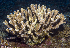  (Pocillopora grandis - MBIO3606.1)  @11 [ ] Unspecified (default): All Rights Reserved  Unspecified Unspecified