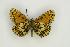  ( - ZMMU AVS000004)  @13 [ ] Copyright (2009) Unspecified Zoological Museum of Moscow University