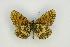  ( - ZMMU AVS000008)  @13 [ ] Copyright (2009) Unspecified Zoological Museum of Moscow University