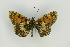  ( - ZMMU AVS000016)  @13 [ ] Copyright (2009) Unspecified Zoological Museum of Moscow University