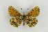  ( - ZMMU AVS000172)  @13 [ ] Copyright (2009) Unspecified Zoological Museum of Moscow University