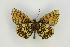 ( - ZMMU AVS000173)  @13 [ ] Copyright (2009) Unspecified Zoological Museum of Moscow University