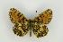  ( - ZMMU AVS000179)  @13 [ ] Copyright (2009) Unspecified Zoological Museum of Moscow University