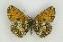  ( - ZMMU AVS000181)  @14 [ ] Copyright (2009) Unspecified Zoological Museum of Moscow University