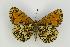  ( - ZMMU AVS000182)  @14 [ ] Copyright (2009) Unspecified Zoological Museum of Moscow University