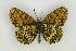  ( - ZMMU AVS000183)  @14 [ ] Copyright (2009) Unspecified Zoological Museum of Moscow University