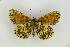  ( - ZMMU AVS000184)  @13 [ ] Copyright (2009) Unspecified Zoological Museum of Moscow University