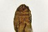  ( - TSZD-PD-300125)  @11 [ ] by-nc-sa (2023) Unspecified Tromsoe University Museum