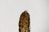 ( - TSZD-PD-300128)  @11 [ ] by-nc-sa (2023) Unspecified Tromsoe University Museum