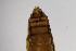  (Forcipomyia sphangophila - TSZD-PD-300134)  @11 [ ] by-nc-sa (2023) Unspecified Tromsoe University Museum