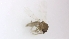  ( - TSZD-PD-300303)  @11 [ ] by-nc-sa (2023) Unspecified Tromsoe University Museum