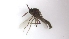  (Atrichopogon sp. 1PD - TSZD-PD-300324)  @11 [ ] by-nc-sa (2023) Unspecified Tromsoe University Museum