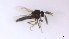  (Forcipomyia rugosa - TSZD-PD-300370)  @11 [ ] by-nc-sa (2023) Unspecified Tromsoe University Museum