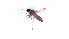  (Forcipomyia sp. 1PD - TSZD-PD-300402)  @11 [ ] by-nc-sa (2024) Unspecified Tromsoe University Museum