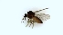  (Forcipomyia phlebotomoides - TSZD-PD-300493)  @11 [ ] by-nc-sa (2024) Unspecified Tromsoe University Museum