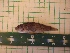  ( - MBP186)  @12 [ ] No Rights Reserved  Unspecified Unspecified