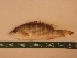  (Lutjanus aratus - MBP096)  @12 [ ] No Rights Reserved  Unspecified Unspecified