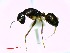  (Camponotus MG149 - CASENT0191588-D60)  @14 [ ] CreativeCommons - Attribution (2011) M. Alex Smith Centre for Biodiversity Genomics