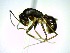  (Camponotus foersteri - CASENT0191593-D60)  @14 [ ] CreativeCommons - Attribution (2011) M. Alex Smith Centre for Biodiversity Genomics