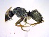  ( - CASENT0430260-D60)  @14 [ ] CreativeCommons - Attribution (2011) M. Alex Smith Centre for Biodiversity Genomics