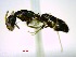  ( - CASENT0492349-D60)  @14 [ ] CreativeCommons - Attribution (2011) M. Alex Smith Centre for Biodiversity Genomics